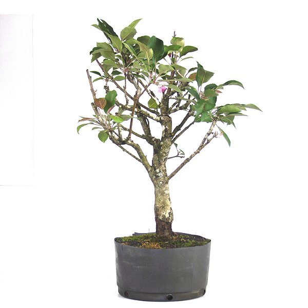 Pré Bonsai de Macieira Anã (Atrosanguínea ) 7 anos - 60 cm - Frutificando