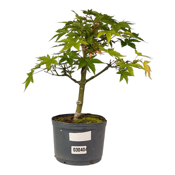Pré Bonsai de Acer Palmatum (Momiji) 4 anos (34 cm)