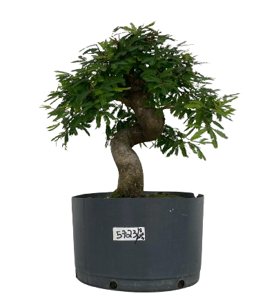 Pré Bonsai de Calliandra 8 Anos (42 cm) com Movimento