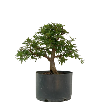 Pré Bonsai de Calliandra 5 Anos (40 cm)