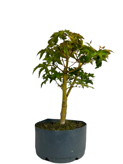 Pré Bonsai de Acer Palmatum ( Momiji ) 5 anos (40 cm)