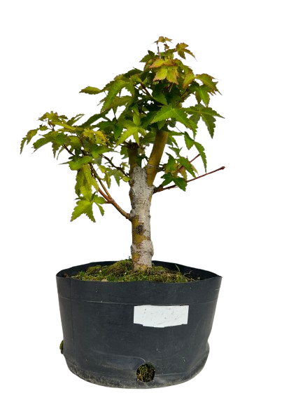Pré Bonsai de Acer Palmatum ( Momiji ) 5 anos (40 cm)