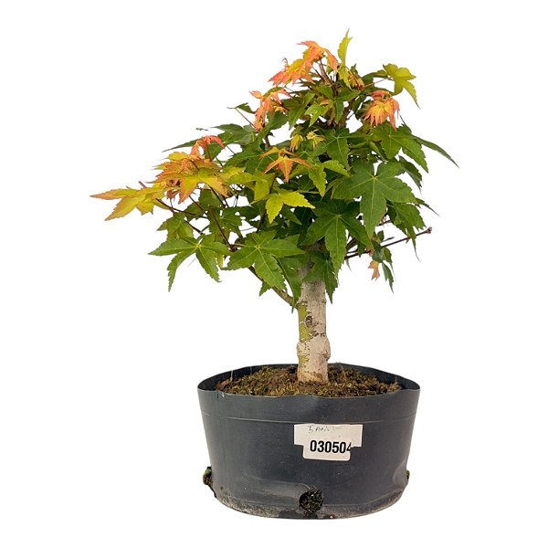 Pré Bonsai de Acer Palmatum (Momiji) 5 anos (34 cm)