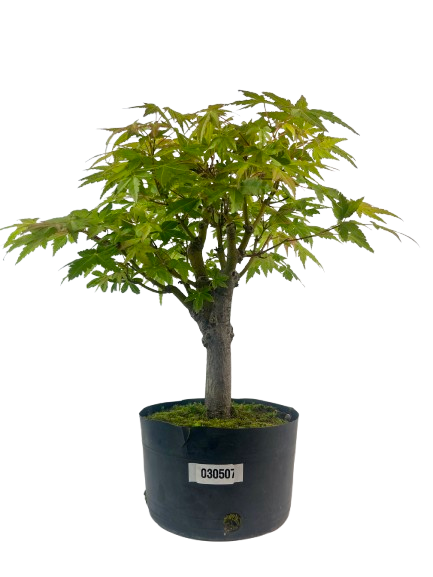 Pré Bonsai de Acer Palmatum ( Momiji ) 5 anos (44 cm)