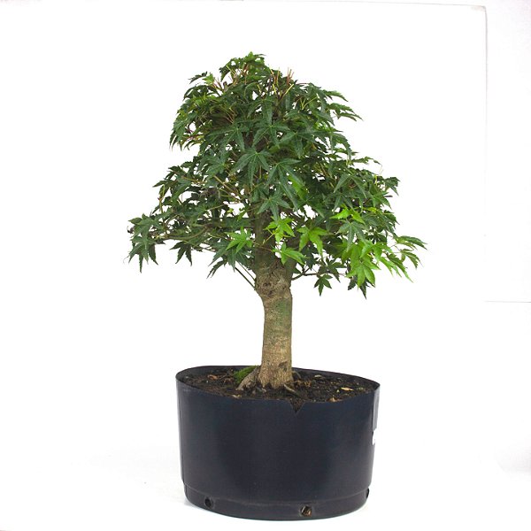 Pré Bonsai de Acer Palmatum ( Momiji ) 9 anos (55 cm)