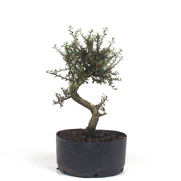 Pré Bonsai de Cotoneaster Apiculata 4 anos ( 37 cm )