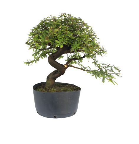 Pré Bonsai de Calliandra 9 Anos (41 cm) com Movimento