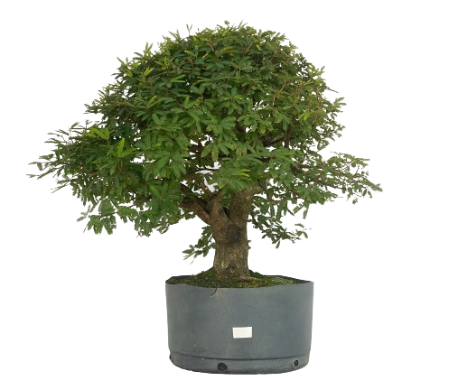 Pré Bonsai de Calliandra 9 Anos (65 cm)