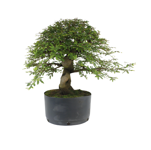 Pré Bonsai de Calliandra 9 Anos (48 cm) com Movimento