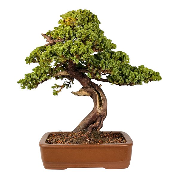 Bonsai de Junípero Procumbens 25 anos (42 cm)