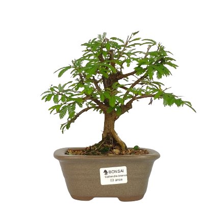 Bonsai de Calliandra Branca 3 Anos