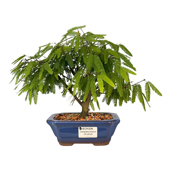 Bonsai de Calliandra Branca 3 Anos