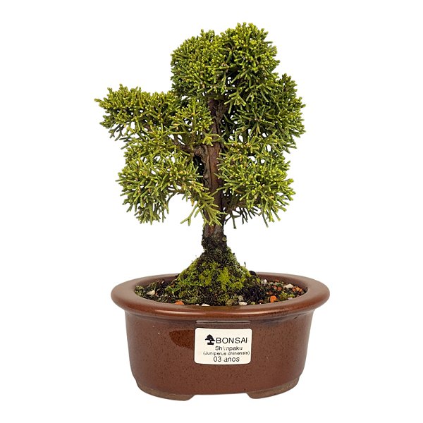 Bonsai de Junípero Shimpaku Kishu 3 anos (19 cm)