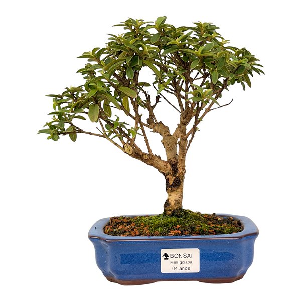Bonsai de Mini Goiaba (silvestre) 4 anos (26 cm )