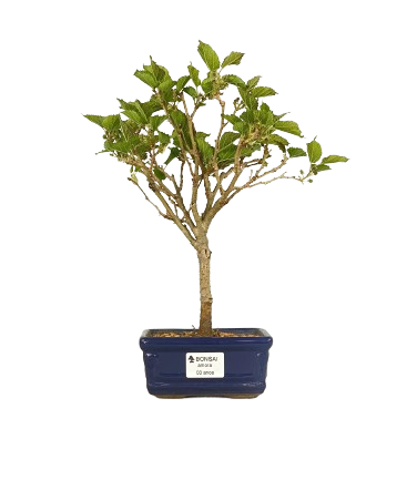 Bonsai (muda) de Amoreira 3 anos (30 cm) Frutificando