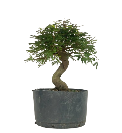 Pré Bonsai de Calliandra 5 Anos (32 cm)