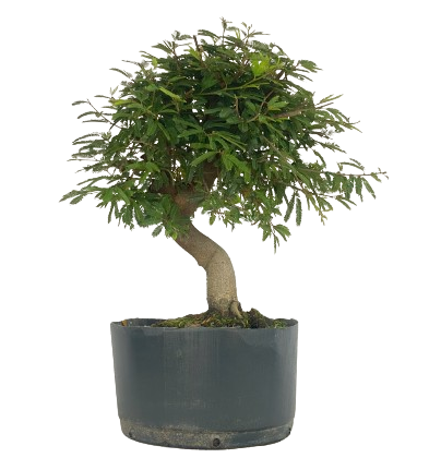 Pré Bonsai de Calliandra 5 Anos (32 cm)