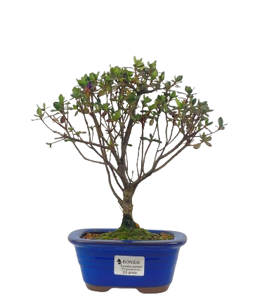 Bonsai de Mini Azaléia - Satsuki - Florescendo 3 anos
