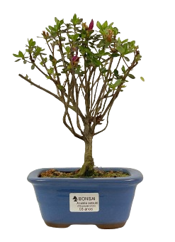 Bonsai de Mini Azaléia - Satsuki - Florescendo 3 anos