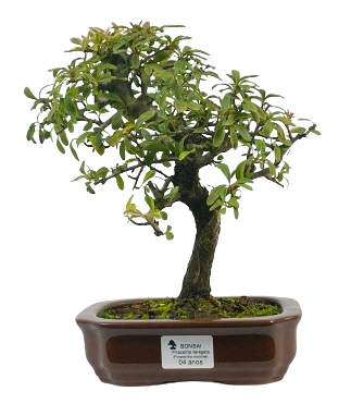 Bonsai de Piracanta Varegata 4 anos ( 25 cm)