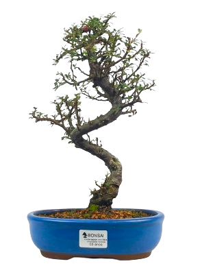 Bonsai de Cotoneaster Minifólia  - 5 anos ( 30 cm )