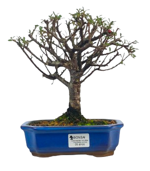 Bonsai de Cotoneaster Minifólia  - 5 anos ( 30 cm )