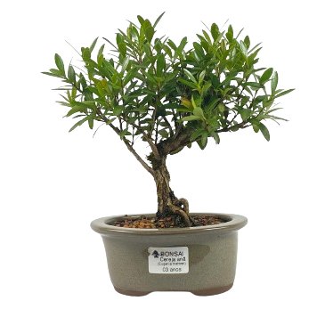 Bonsai de Cereja Anã (silvestre) 3 anos (20 cm )