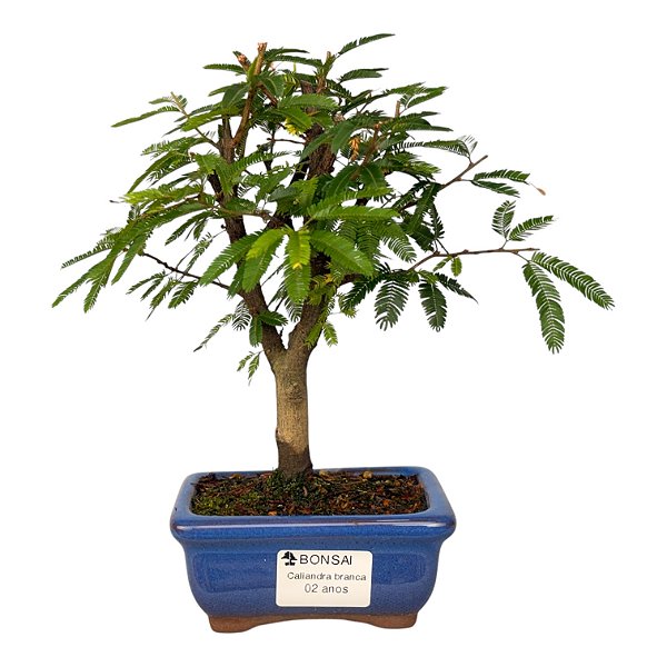 Bonsai de Calliandra branca 2 anos (20 cm)