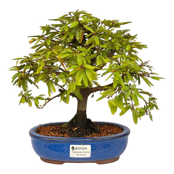 Bonsai de Calliandra Branca 5 Anos ( 30 cm )