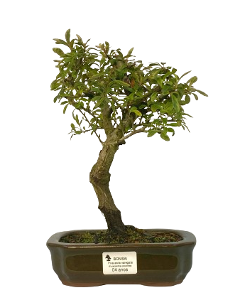 Bonsai de Piracanta Varegata 4 anos ( 25 cm)