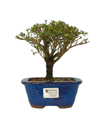 Serissa Rosa (Phoetida)  3 anos ( 25 cm) Florescendo