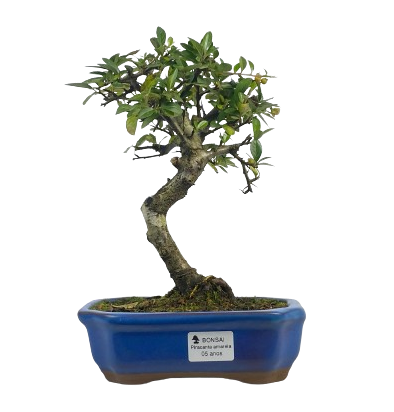 Bonsai de Piracanta Amarela 5 anos ( 25 cm)