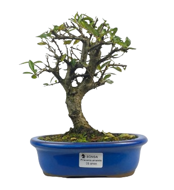 Bonsai de Piracanta Amarela 5 anos ( 25 cm)