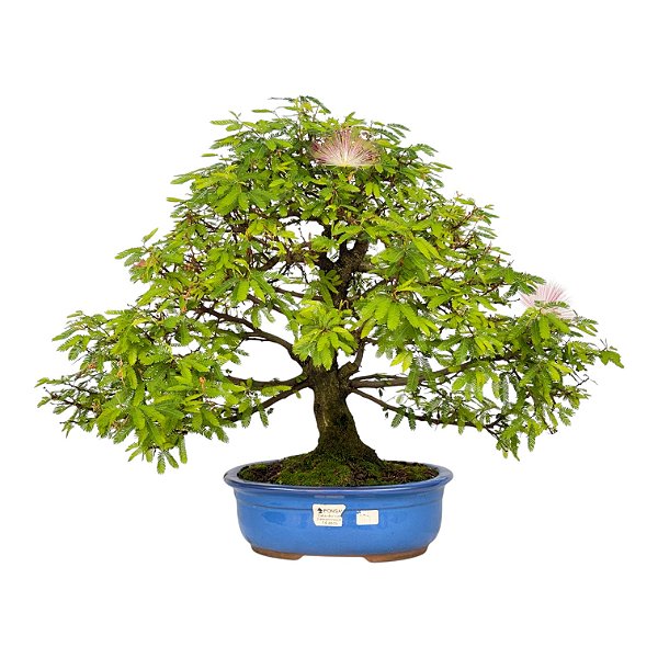 Bonsai de Calliandra Rosa 14 Anos ( 46 cm )