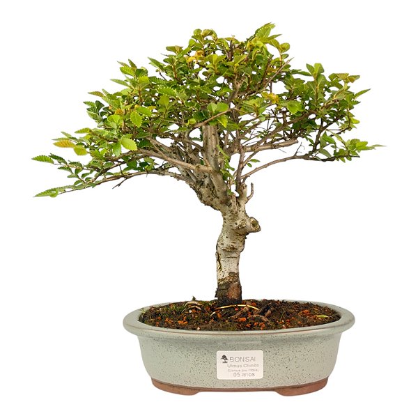 Ulmus Parvifolia Com Movimento 5 anos ( 30 cm)