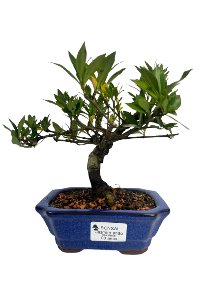 Bonsai de Jasmim Anão (Gardênia) 3 anos - 19 cm