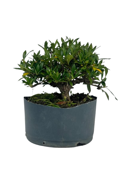 Pré Bonsai de Jasmim Anão (Gardênia) 4 anos - 36 cm