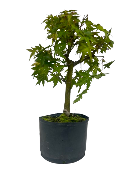 Pré Bonsai de Acer Palmatum ( Momiji ) 4 anos (30 cm)