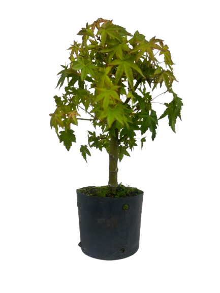 Pré Bonsai de Acer Palmatum ( Momiji ) 4 anos (30 cm)