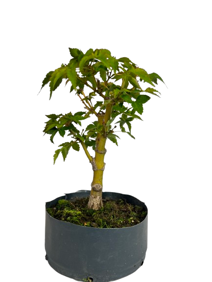 Pré Bonsai de Acer Palmatum ( Momiji ) 4 anos (30 cm)