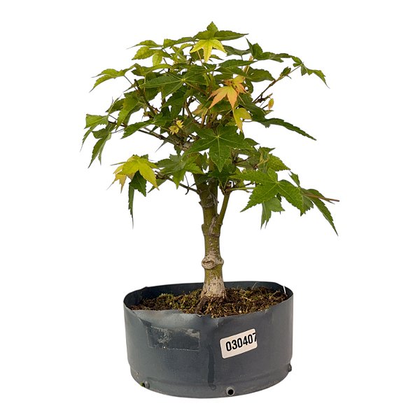 Pré Bonsai de Acer Palmatum ( Momiji ) 4 anos (32 cm)