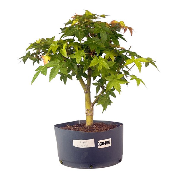Pré Bonsai de Acer Palmatum ( Momiji ) 4 anos (34 cm)