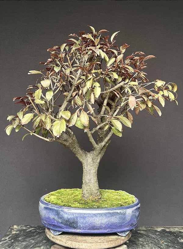 Bonsai Ameixa Roxa  20 anos  65cm
