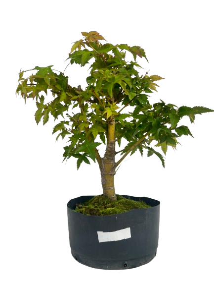 Pré Bonsai de Acer Palmatum ( Momiji ) 5 anos (37 cm)