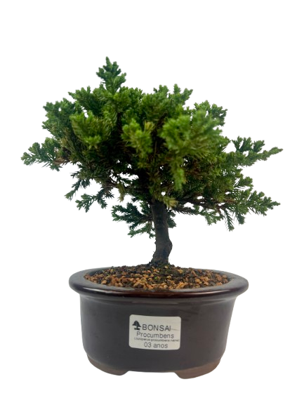 Bonsai de Junípero Procumbens 3 anos (22 cm)