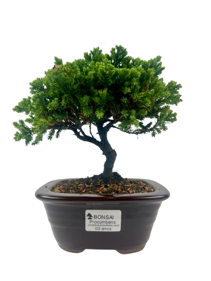 Bonsai de Junípero Procumbens 3 anos (22 cm)