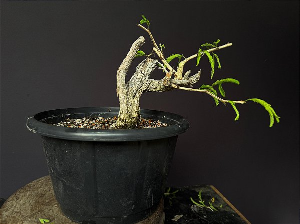 Calliandra Spinosa - yamadori