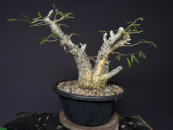 Calliandra Spinosa - yamadori