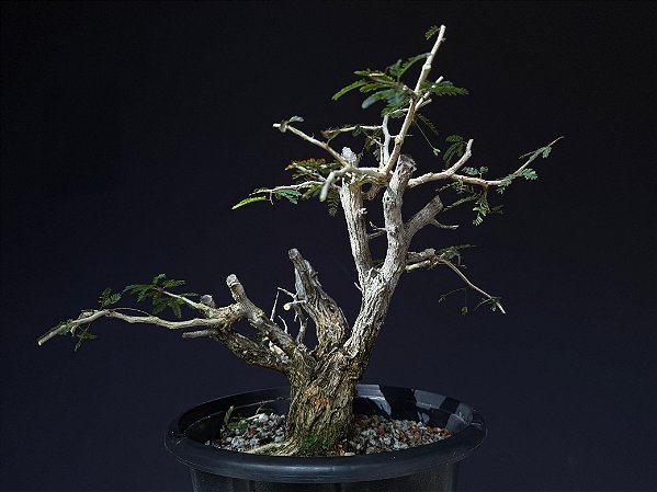 Calliandra Spinosa - yamadori