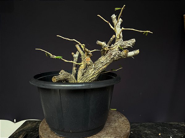 Calliandra Spinosa - yamadori